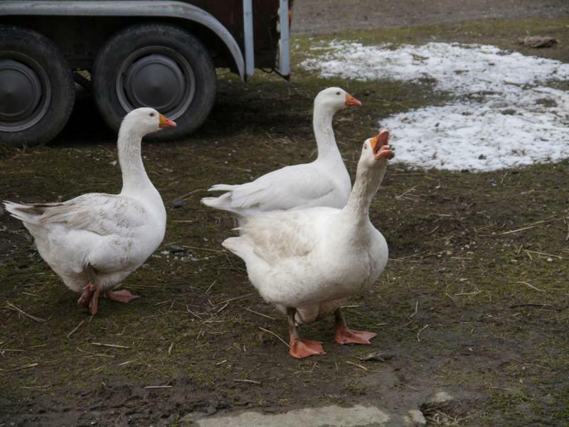 Pod Kasztanem Gospodarstwo Agroturystyczne Stronie Śląskie Exteriér fotografie
